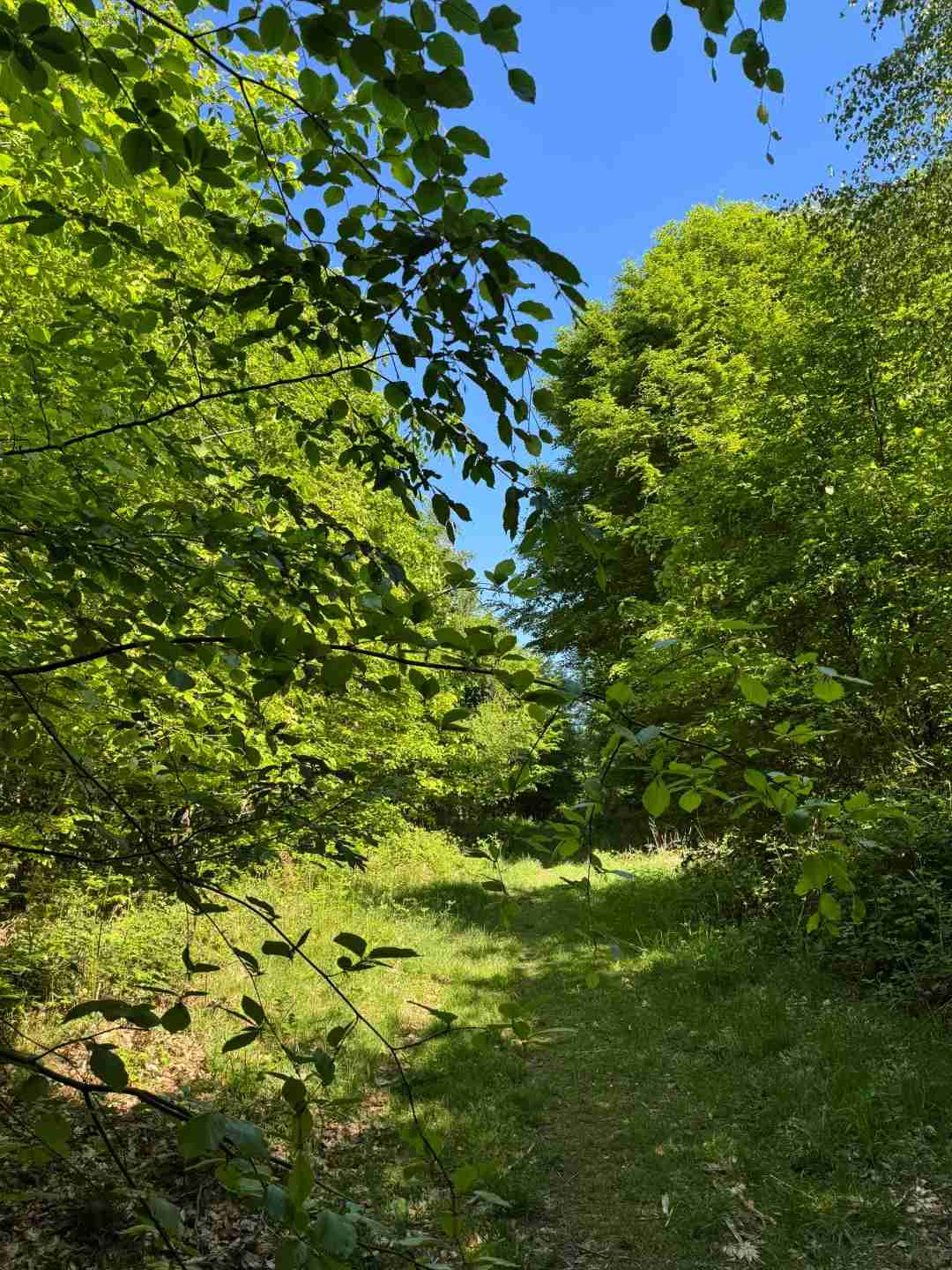 Hiking from Fontainebleau to Barbizon: A Scenic Forest Trail Guide for Nature Lovers