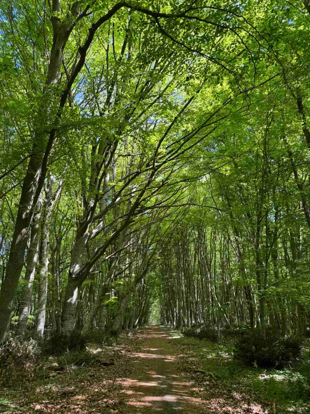 Hiking from Fontainebleau to Barbizon: A Scenic Forest Trail Guide for Nature Lovers