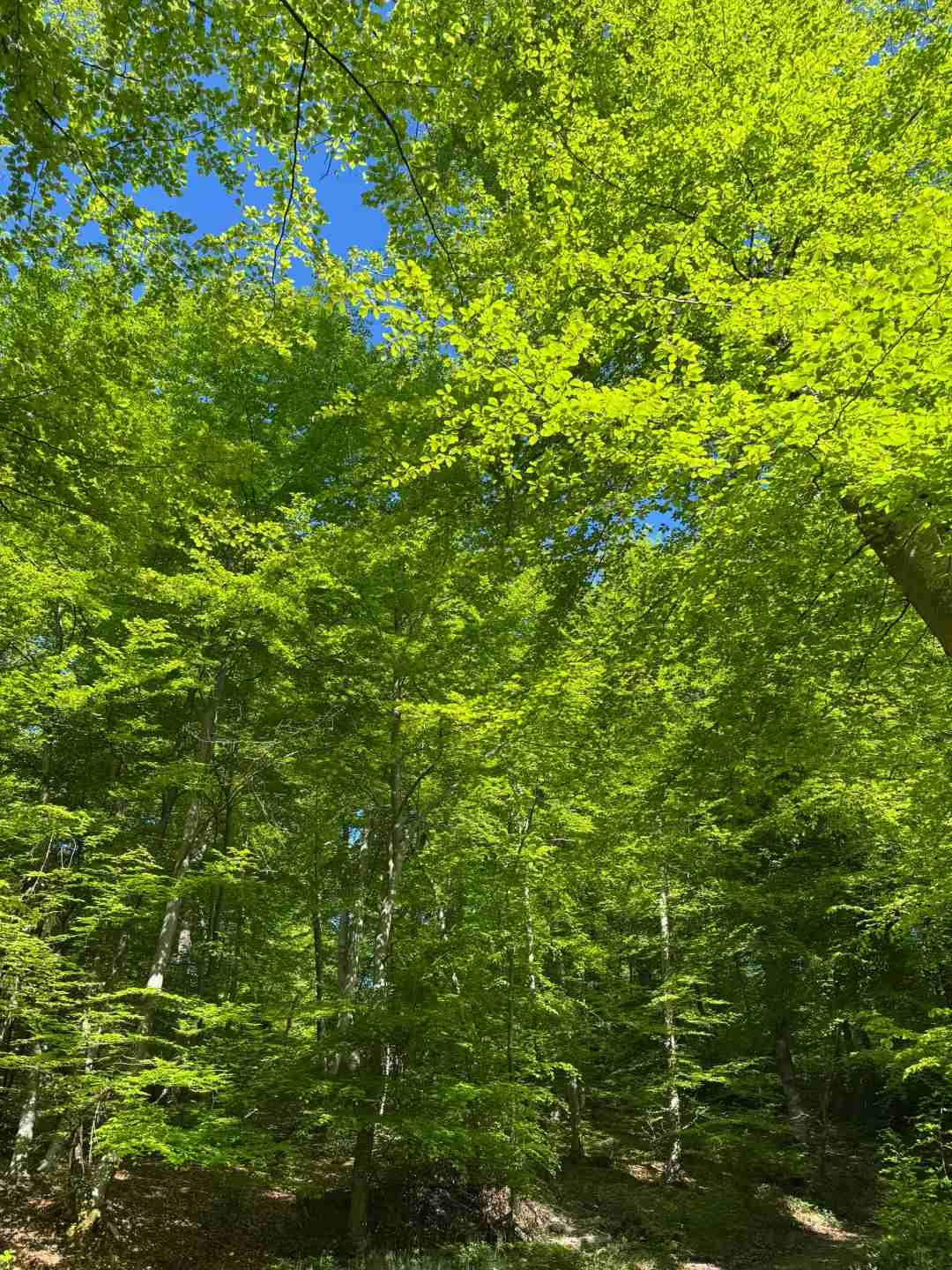Hiking from Fontainebleau to Barbizon: A Scenic Forest Trail Guide for Nature Lovers