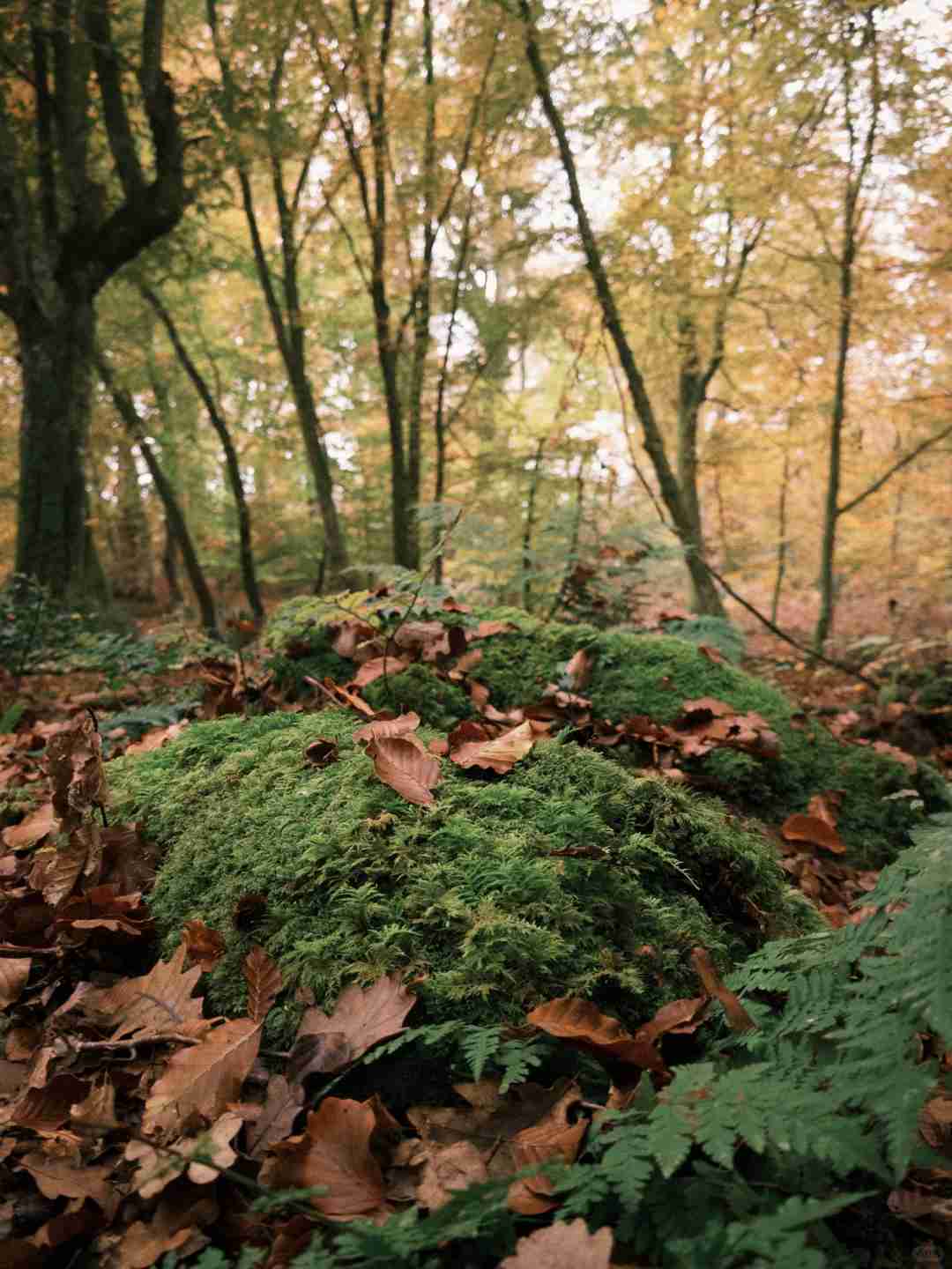 Night Hiking and Camping Guide: Ultimate Backpacking Adventure in Fontainebleau Forest