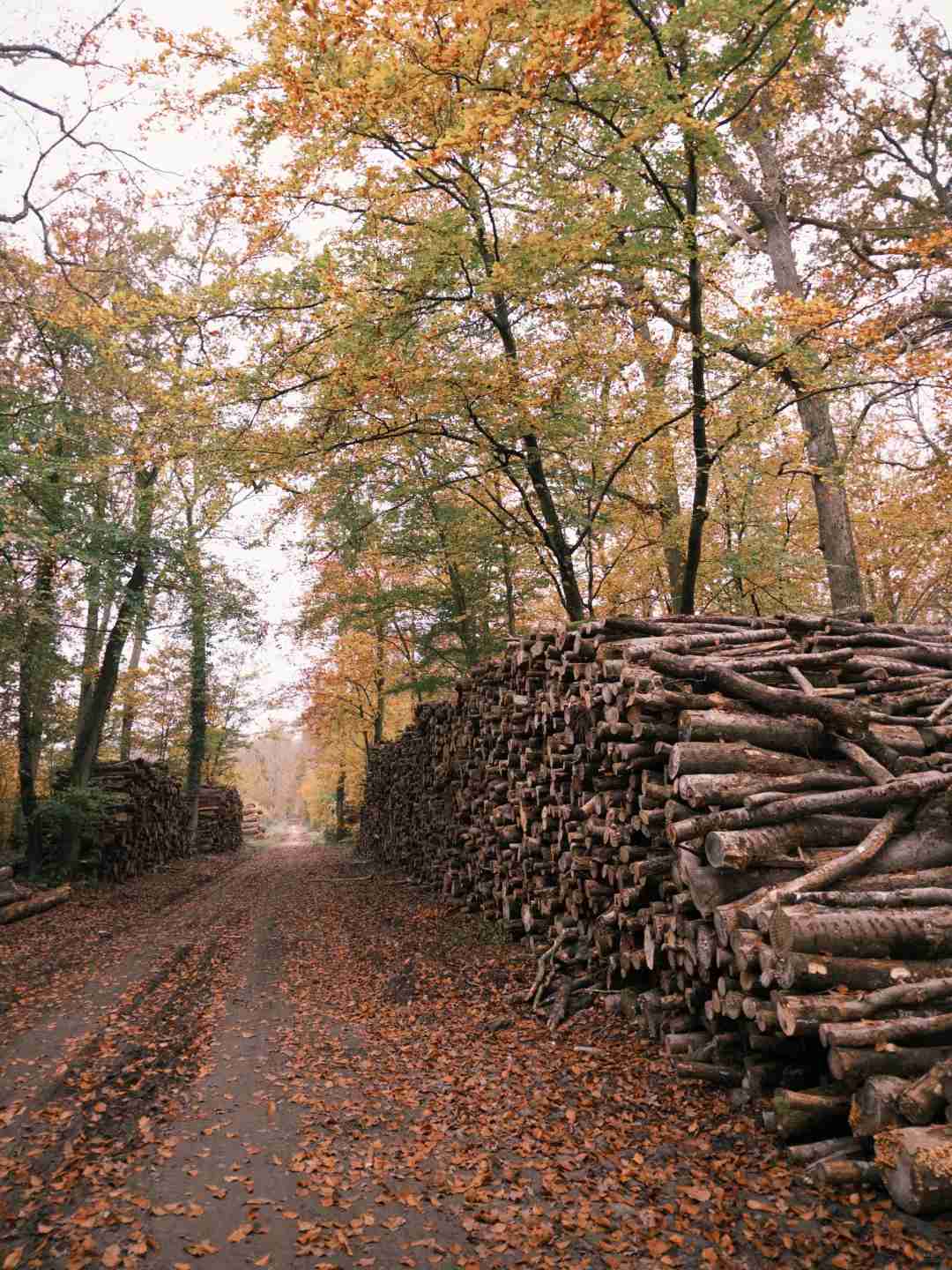 Night Hiking and Camping Guide: Ultimate Backpacking Adventure in Fontainebleau Forest