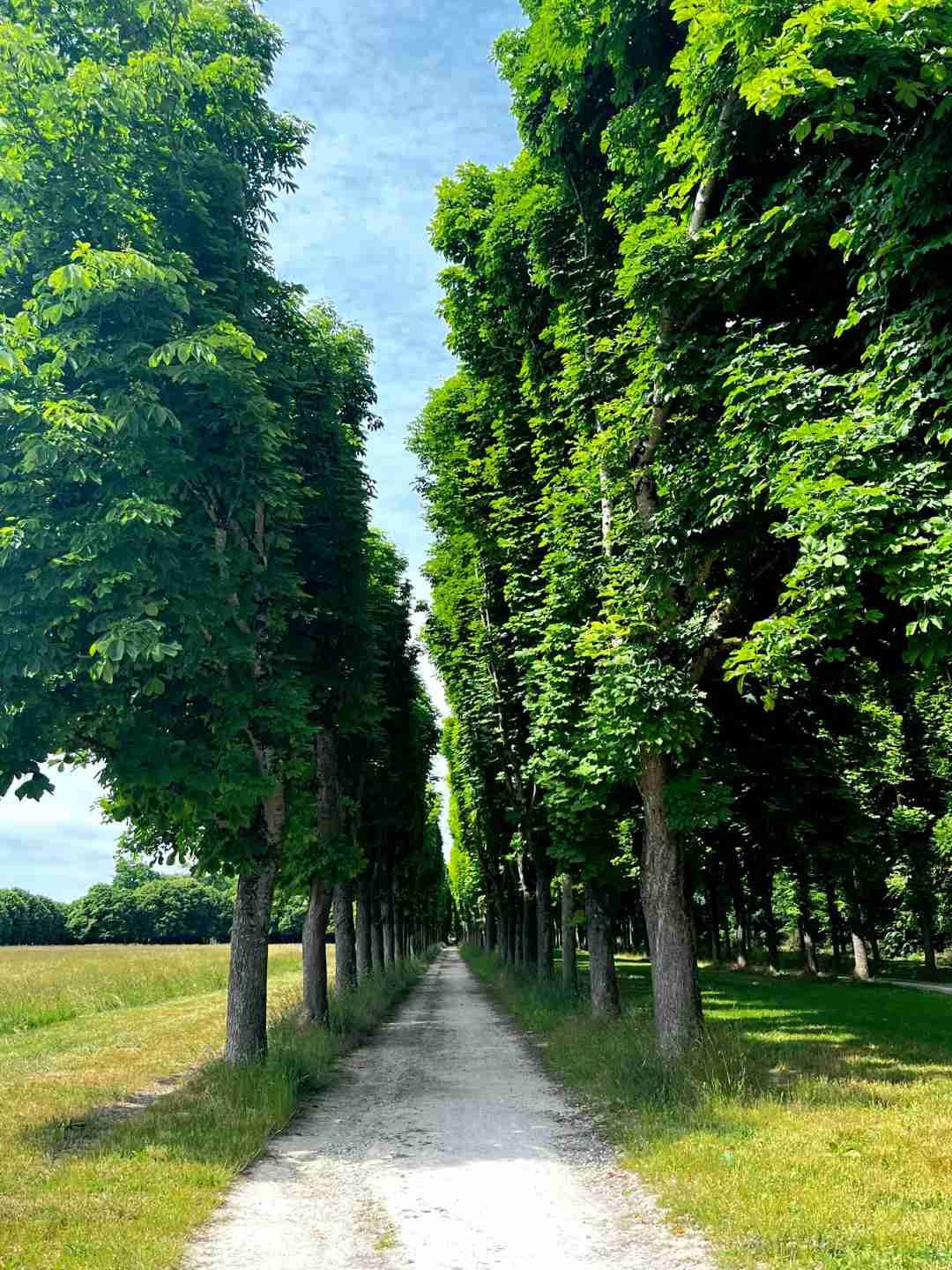 Ultimate Guide to Hiking in Fontainebleau Forest: France Joint Training Diary 17 & Palace Trail Tips